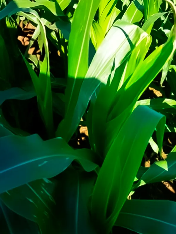 Paraná - com Destroyer Plantação no Paraná com o Destroyer