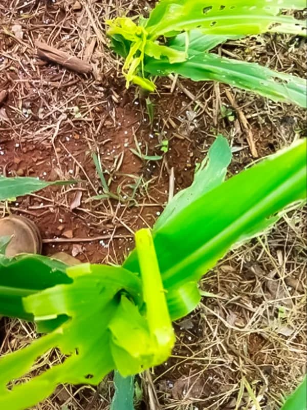 Paraná - sem Destroyer Plantação no Paraná sem o Destroyer