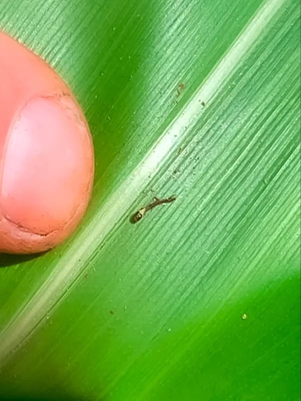 São Paulo - com Destroyer Plantação em São Paulo com o Destroyer