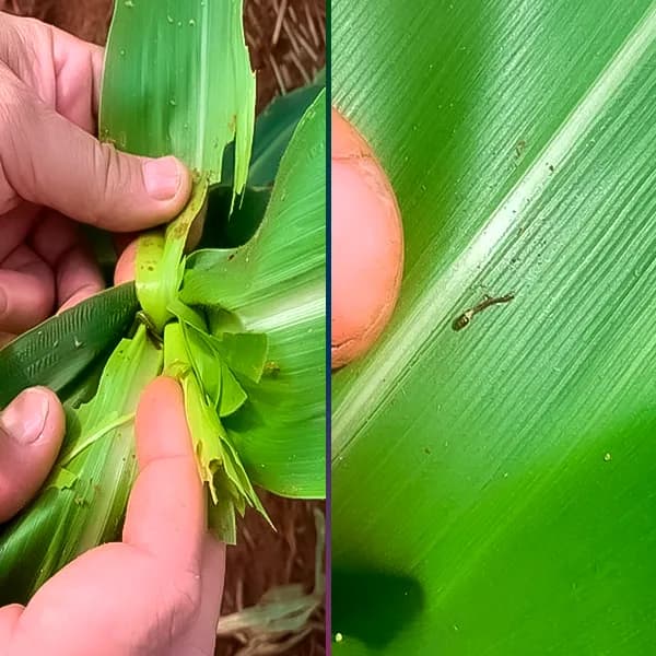 Comparativo: São Paulo - com Destroyer Comparativo: Plantação em São Paulo com o Destroyer