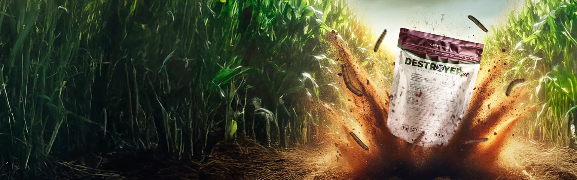 Pare a perda silenciosa causada pela lagarta-do-cartucho Spodoptera frugiperda na folha do milho